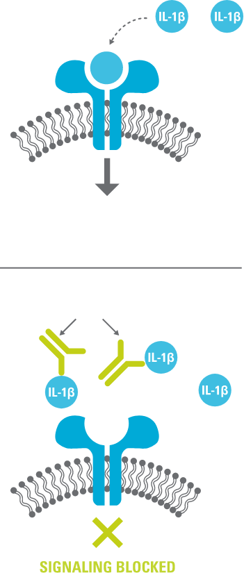 Graphic showing how ILARIS® (canakinumab) targets IL-1β to help neutralize its activity and block inflammatory signaling.
